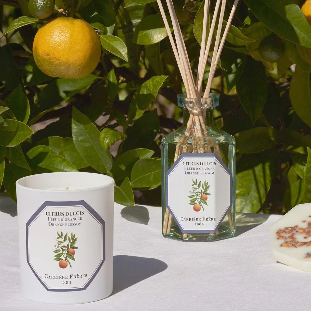 Photo of orange blossom scented candle and room diffuser bottle and sticks made by Carriere Freres, sitting beside an orange tree.